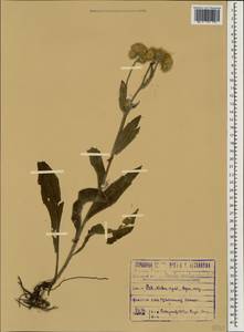 Pentanema oculus-christi (L.) D. Gut. Larr., Santos-Vicente, Anderb., E. Rico & M. M. Mart. Ort., Caucasus, Krasnodar Krai & Adygea (K1a) (Russia)