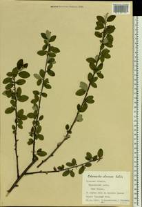 Cotoneaster alaunicus Golitsin, Eastern Europe, Central region (E4) (Russia)