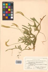 Lycopodium clavatum L., Siberia, Russian Far East (S6) (Russia)