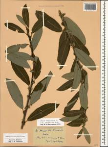 Salix aegyptiaca L., Caucasus, Armenia (K5) (Armenia)