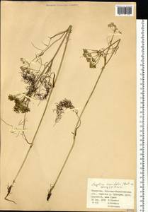 Ostericum tenuifolium (Pall. ex Spreng.) Y. C. Chu, Siberia, Western (Kazakhstan) Altai Mountains (S2a) (Kazakhstan)