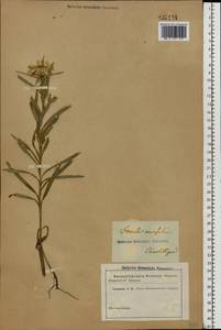 Pentanema ensifolium (L.) D. Gut. Larr., Santos-Vicente, Anderb., E. Rico & M. M. Mart. Ort., Eastern Europe, South Ukrainian region (E12) (Ukraine)