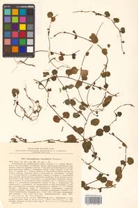 Chrysosplenium woroschilovii Neczajeva, Siberia, Russian Far East (S6) (Russia)