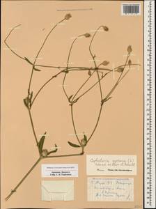 Cephalaria syriaca (L.) Schrad., Caucasus, Armenia (K5) (Armenia)