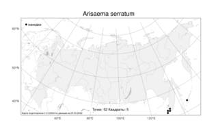 Arisaema serratum (Thunb.) Schott, Atlas of the Russian Flora (FLORUS) (Russia)