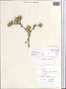 Centaurea pallescens Delile, Africa (AFR) (Egypt)