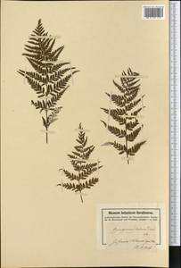 Pityrogramma ebenea (L.) Proctor, America (AMER) (United States Virgin Islands)