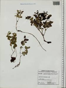 Vaccinium vitis-idaea L., Siberia, Central Siberia (S3) (Russia)