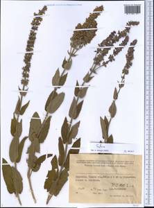 Salvia, Middle Asia, Western Tian Shan & Karatau (M3) (Kyrgyzstan)