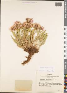 Saussurea pricei N. D. Simpson, Siberia, Altai & Sayany Mountains (S2) (Russia)