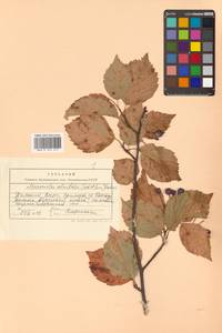 Sorbus alnifolia (Siebold & Zucc.) K. Koch, Siberia, Russian Far East (S6) (Russia)