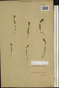 Sedobassia sedoides (Pall.) Freitag & G. Kadereit, Eastern Europe, Middle Volga region (E8) (Russia)