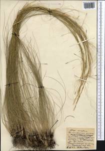 Stipa sareptana A.K.Becker, Middle Asia, Northern & Central Kazakhstan (M10) (Kazakhstan)