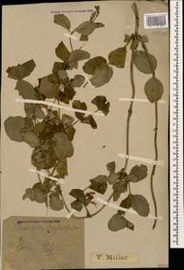 Lonicera caprifolium L., Caucasus, Black Sea Shore (from Novorossiysk to Adler) (K3) (Russia)