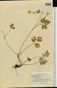 Ranunculus repens L., Eastern Europe, Central forest region (E5) (Russia)