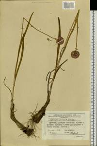 Allium strictum Schrad., Siberia, Chukotka & Kamchatka (S7) (Russia)