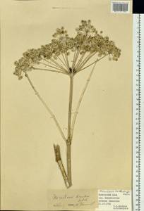 Heracleum dissectum Ledeb., Siberia, Russian Far East (S6) (Russia)