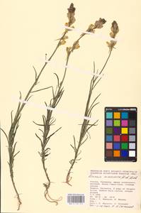 MHA 0 159 315, Linaria macroura (M. Bieb.) M. Bieb., Eastern Europe, Lower Volga region (E9) (Russia)