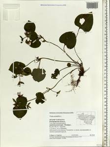 Viola mirabilis L., Eastern Europe, Central region (E4) (Russia)