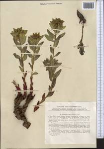 Euphorbia sarawschanica, Middle Asia, Pamir & Pamiro-Alai (M2) (Tajikistan)