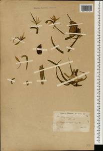 Colchicum, South Asia, South Asia (Asia outside ex-Soviet states and Mongolia) (ASIA) (Syria)