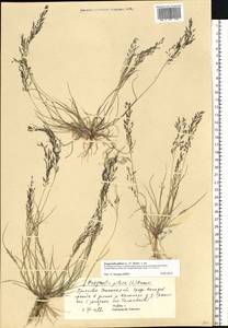 Eragrostis pilosa (L.) P.Beauv., Eastern Europe, South Ukrainian region (E12) (Ukraine)