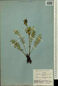 Pedicularis achilleifolia Stephan ex Willd., Siberia, Altai & Sayany Mountains (S2) (Russia)