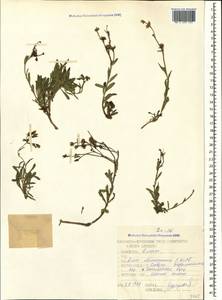 Linum mucronatum subsp. armenum (Bordzil.) P. H. Davis, Caucasus, Stavropol Krai, Karachay-Cherkessia & Kabardino-Balkaria (K1b) (Russia)