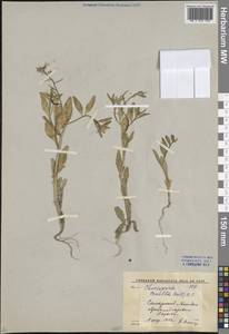 Chorispora tenella (Pall.) DC., Middle Asia, Pamir & Pamiro-Alai (M2) (Uzbekistan)