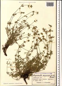 Asperula prostrata (Adams) K.Koch, Caucasus, Armenia (K5) (Armenia)