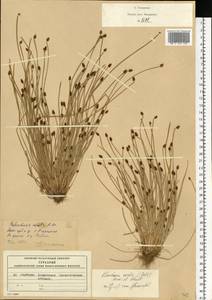 Eleocharis ovata (Roth) Roem. & Schult., Eastern Europe, Moscow region (E4a) (Russia)