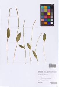 Ophioglossum vulgatum L., Eastern Europe, Western region (E3) (Russia)