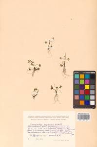 Ranunculus pygmaeus Wahlenb., Siberia, Russian Far East (S6) (Russia)