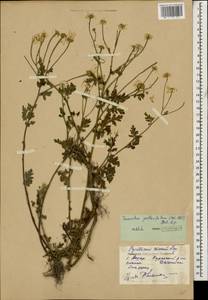 Tanacetum partheniifolium (Willd.) Sch. Bip., Caucasus, Dagestan (K2) (Russia)