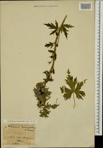 Delphinium dasycarpum Stev. ex DC., Caucasus, Krasnodar Krai & Adygea (K1a) (Russia)