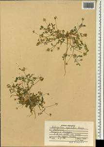 Astragalus filicaulis Kar. & Kir., South Asia, South Asia (Asia outside ex-Soviet states and Mongolia) (ASIA) (Afghanistan)