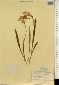 Tritonia crocata (L.) Ker Gawl., Africa (AFR) (Not classified)