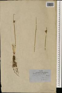 Schoenoplectiella supina (L.) Lye, South Asia, South Asia (Asia outside ex-Soviet states and Mongolia) (ASIA) (Nepal)