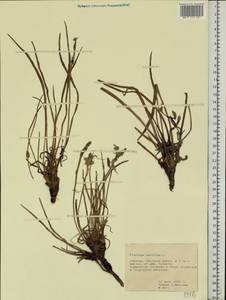 Plantago maritima L., Eastern Europe, Northern region (E1) (Russia)