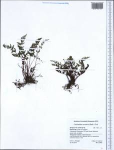 Oeosporangium pteridioides subsp. acrosticum (Balb.) Fraser-Jenk. & Pariyar, Western Europe (EUR) (Italy)
