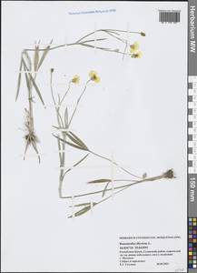 Ranunculus illyricus L., Crimea (KRYM) (Russia)