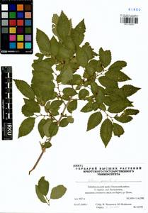 Ulmus pumila L., Siberia, Baikal & Transbaikal region (S4) (Russia)