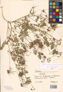 Erodium cicutarium, Eastern Europe, Moscow region (E4a) (Russia)