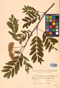 Sorbus aucuparia L., Caucasus, South Ossetia (K4b) (South Ossetia)