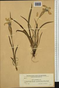 Iris reichenbachii Heuff., Western Europe (EUR) (Bulgaria)