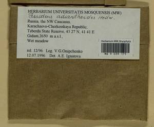 Fissidens adianthoides Hedw., Bryophytes, Bryophytes - North Caucasus & Ciscaucasia (B12) (Russia)