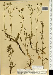 Sonchella dentata (Ledeb.) Sennikov, Mongolia (MONG) (Mongolia)