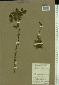 Agrimonia eupatoria L., Eastern Europe, Belarus (E3a) (Belarus)