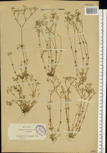 Cerastium semidecandrum L., Eastern Europe, Latvia (E2b) (Latvia)