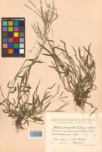 Digitaria sanguinalis (L.) Scop., Siberia, Russian Far East (S6) (Russia)